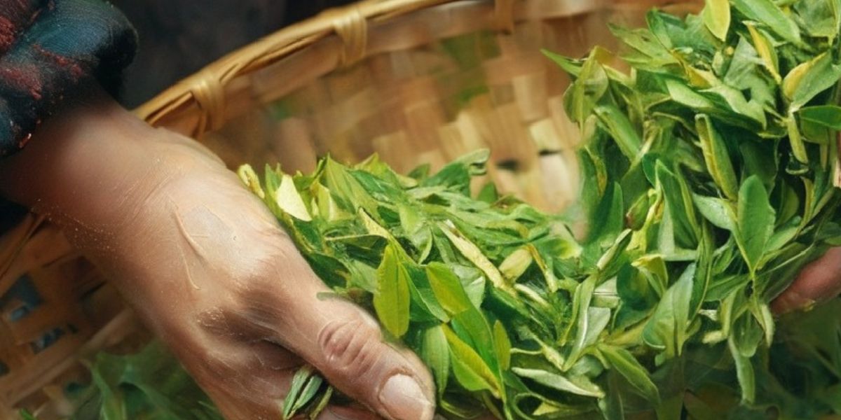 Man sorting through freshly picked tea leaves